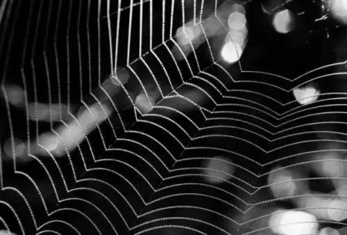 蜘蛛网真的能阻挡住一架战斗机吗？