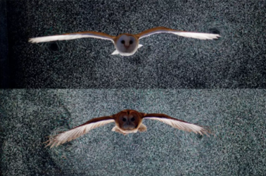 鸟类滑翔时尾部的作用