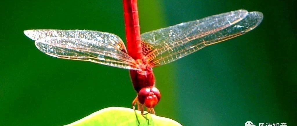 【妙趣力学|张华】从蜻蜓翅痣谈飞机机翼颤振及其抑制