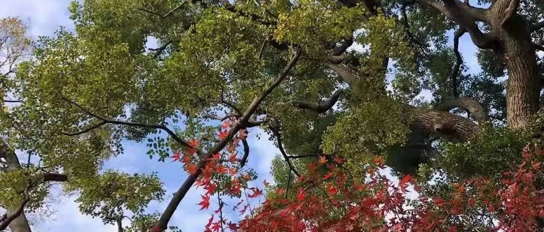 地弹有什么危害？如何优化？