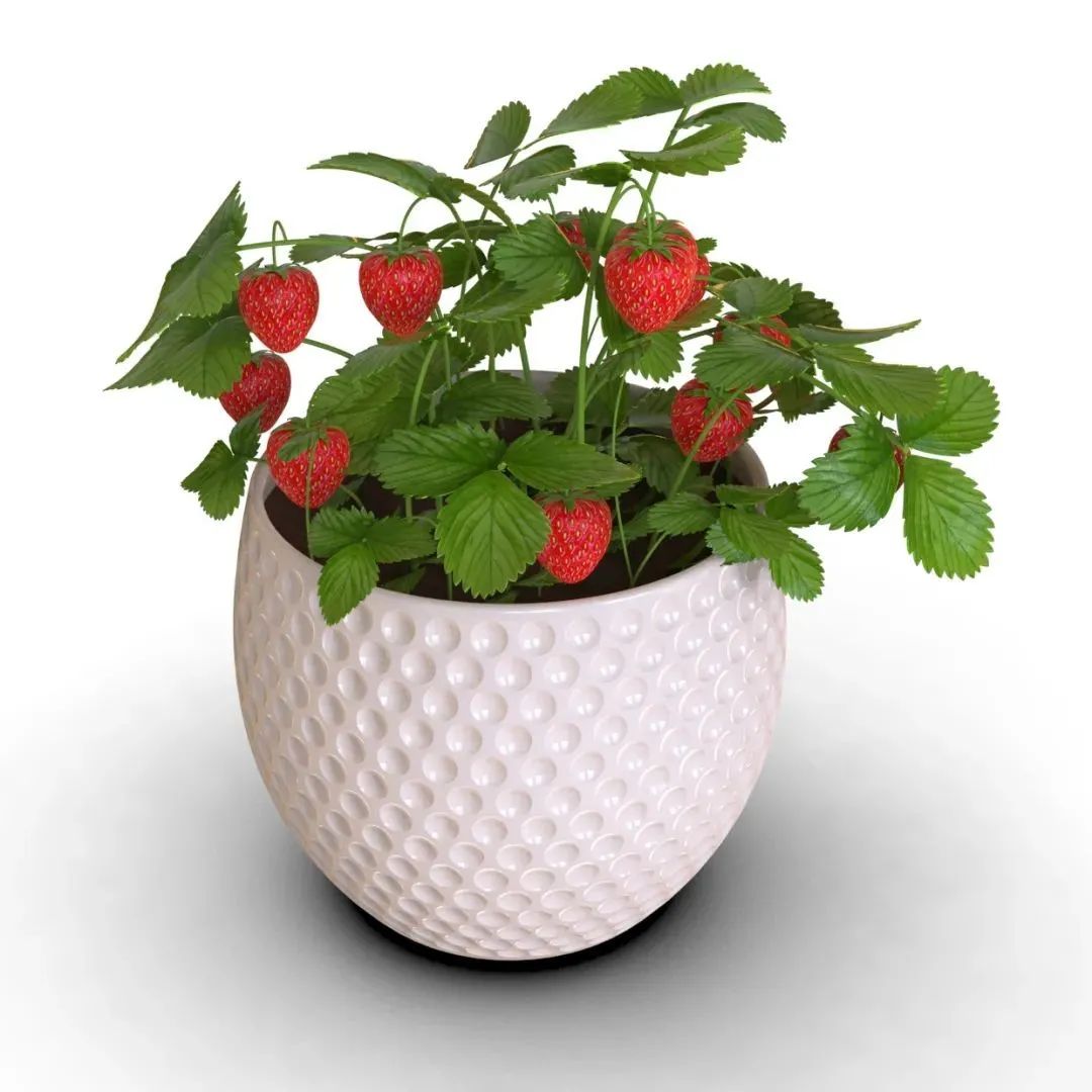 【生活艺术】strawberry草莓盆栽3D数模图纸 Solidworks设计 附igs