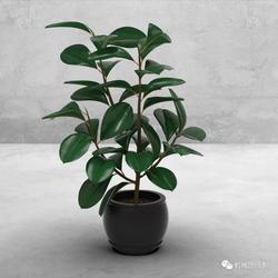【生活艺术】Plant盆栽植物模型3D图纸 Solidworks设计
