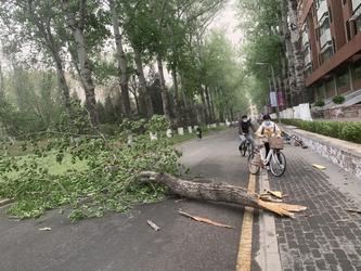 4月15日强风下清华园树木损伤评估