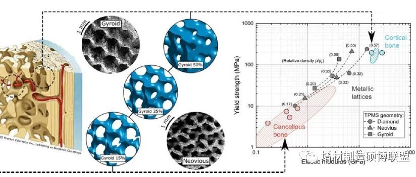香港城市大学刘锦川院士团队丨基于增材制造技术的先进钛合金设计