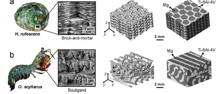 Nature子刊丨3D打印仿生结构镁-钛互穿相复合材料的损伤容限研究