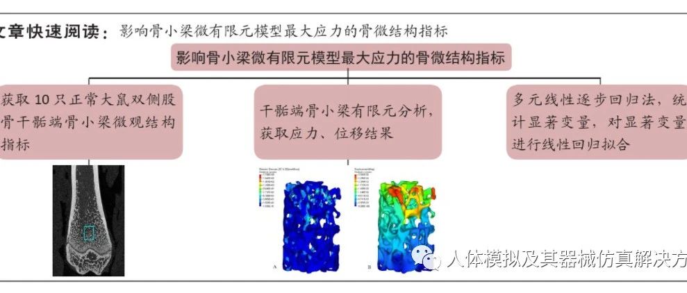 影响骨小梁微有限元模型最大应力的骨微结构指标