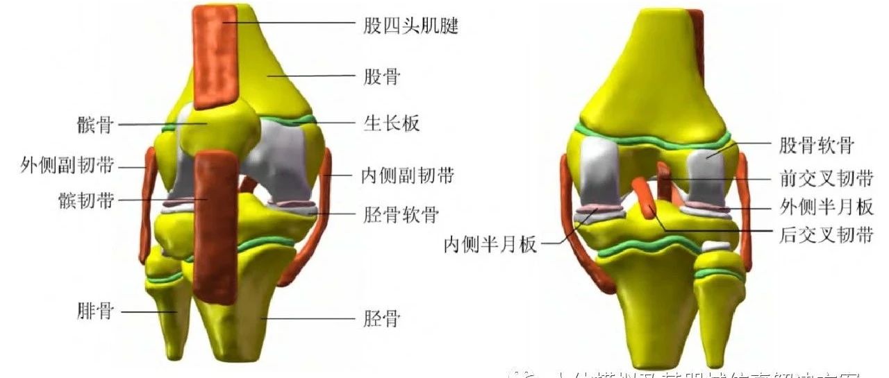 球囊撑开器对儿童膝关节生物力学影响的有限元分析