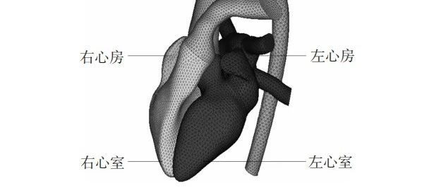 心脏有限元模型的有限元应用