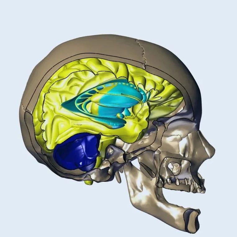 【生活艺术】人类大脑和头骨模型3D图纸 CATIA设计 附IGS