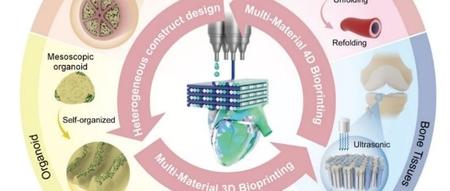 香港城大吕坚院士顶刊丨多材料3D打印/4D打印异质结构用于生物组织工程