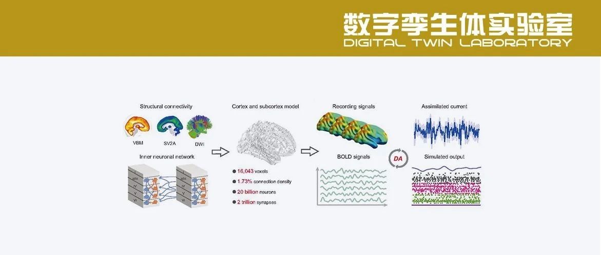 全球首个！复旦大学开发全人脑尺度大脑模拟平台，具备 860 亿神经元规模