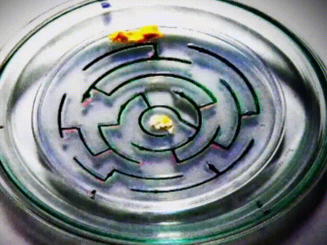 5.gif