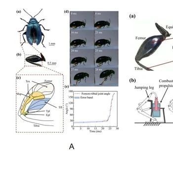 科学家在仿生跳跃机器人研究方面取得新突破