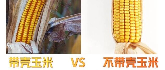 瞎琢磨：带壳和不带壳，哪种玉米更容易晒干？