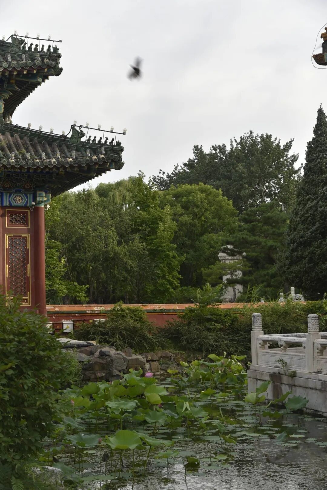 荷叶铺满水面，古建藏在树影里。一个人的周末，到这里刚刚好。
