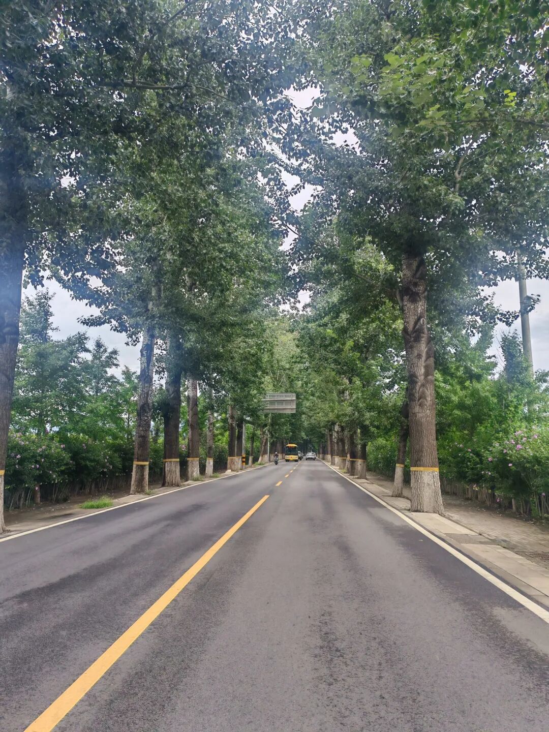 树木掩映的乡间道路