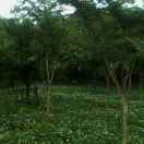 jiabo