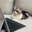 一条有梦想的fish