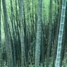 zhang