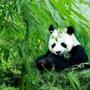 🐼熊猫🐼