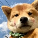 小牛拉驴