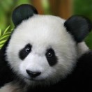 何皓杰