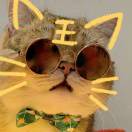 披着围巾的猫