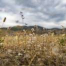 Grass