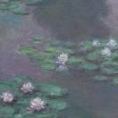 木槿