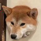 听见整个森林