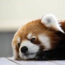 非著名小罗