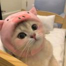 于是舒卷
