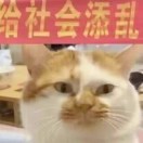 优雅的吃面猫🍞