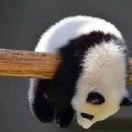 神出鬼没梅 