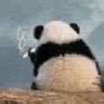 panda
