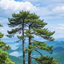 山鹰