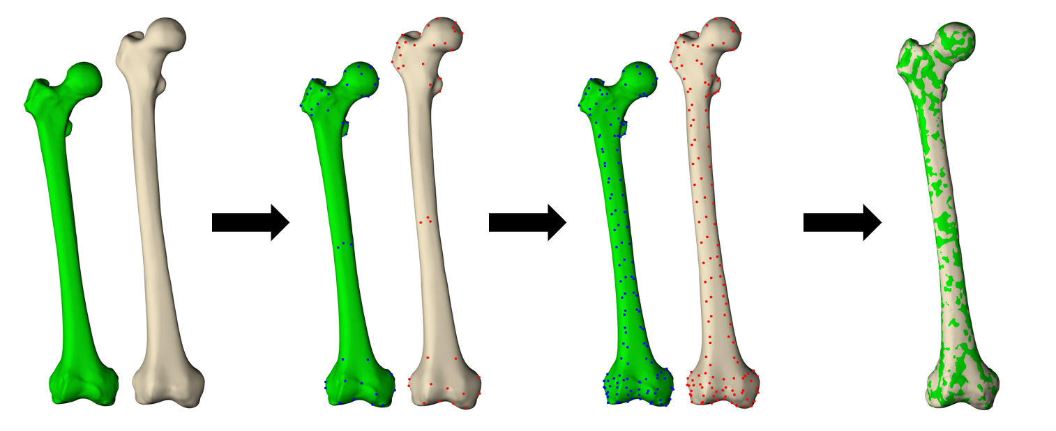 AnyBody Modeling System骨肌多体动力学建模与仿真