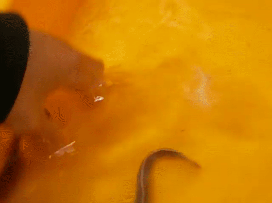 盲鳗粘液急速膨胀的动力学研究的图7