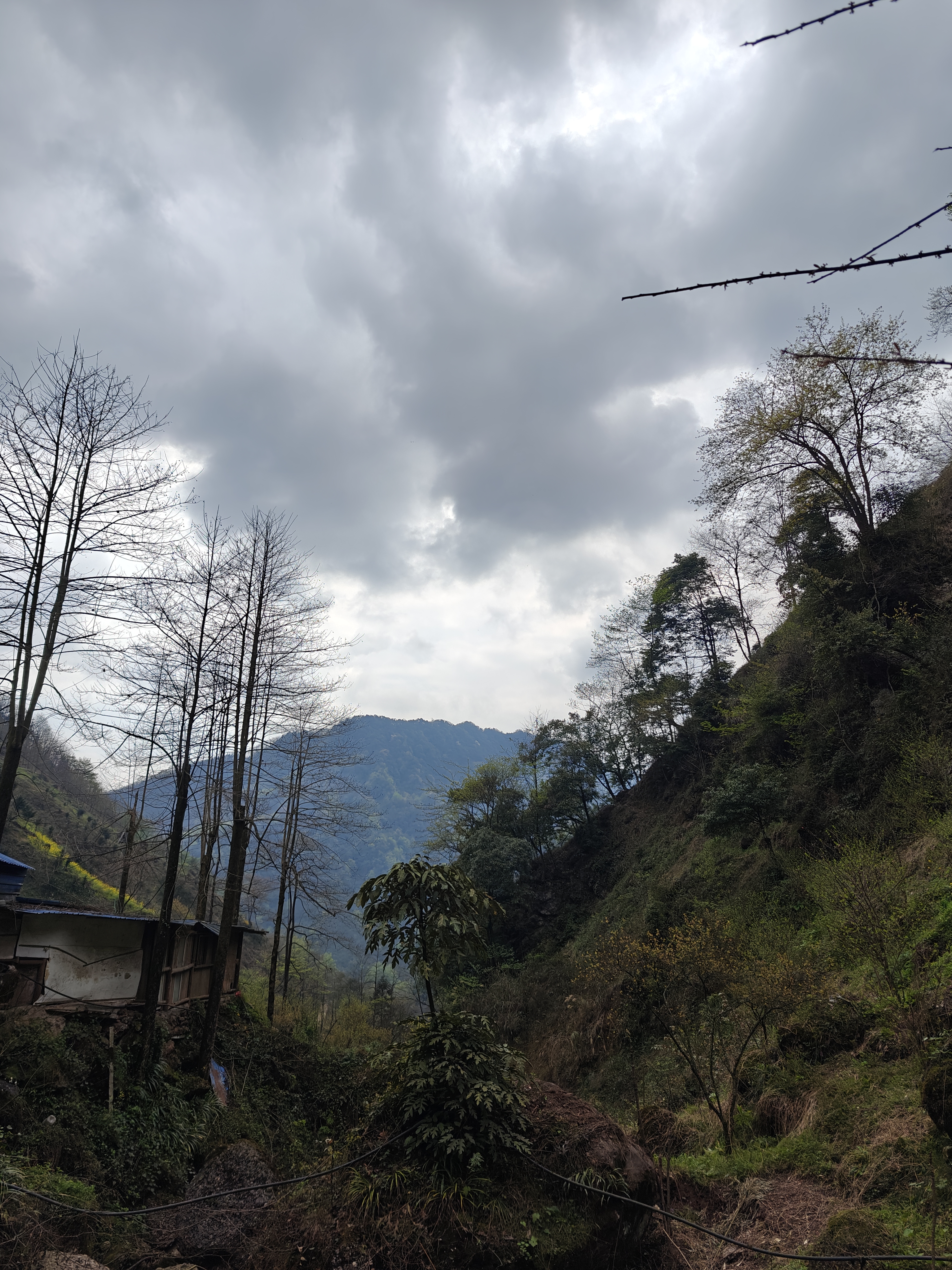 霖栖