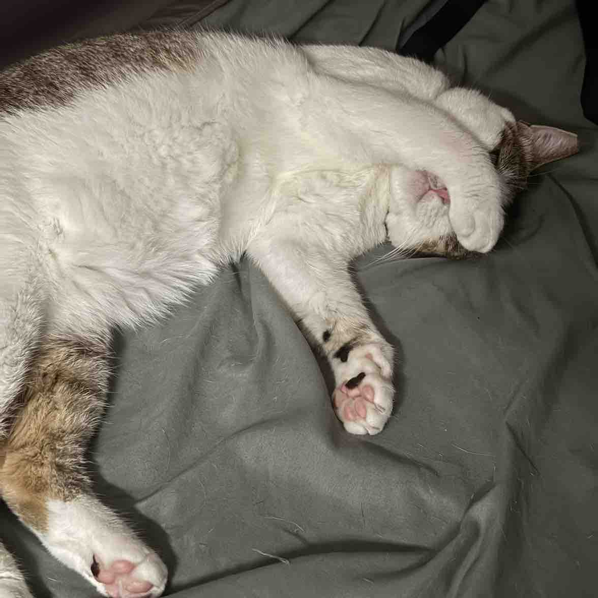 Kai